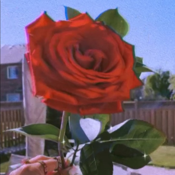 Shimmer Rose Boutique - Picture 1 of 1